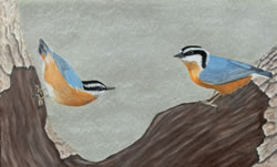 Red-Breasted Nuthatches